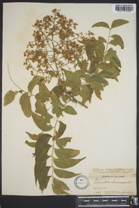 Sapindus saponaria image