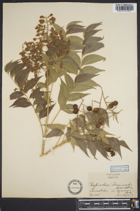 Sapindus saponaria image