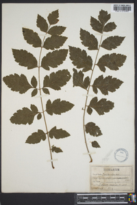 Koelreuteria paniculata image