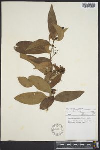 Exothea paniculata image