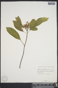 Exothea paniculata image