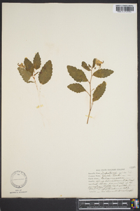 Impatiens pallida image