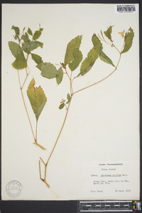 Impatiens pallida image