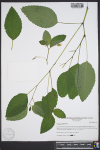 Impatiens pallida image