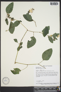 Impatiens pallida image