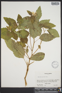 Impatiens pallida image