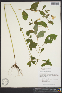 Impatiens pallida image