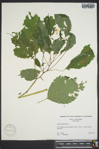 Impatiens pallida image