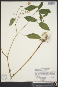 Impatiens pallida image