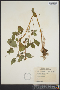 Impatiens biflora image