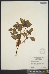 Impatiens biflora image