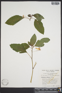 Impatiens biflora image