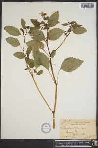 Impatiens biflora image