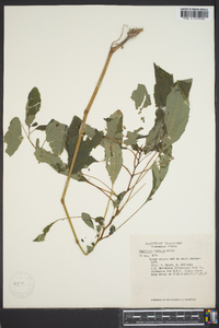 Impatiens biflora image