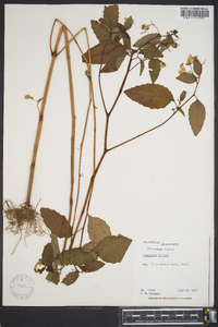 Impatiens biflora image