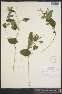 Impatiens biflora image