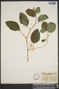 Impatiens biflora image