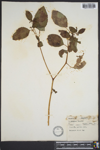 Impatiens pallida image