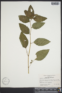 Impatiens pallida image