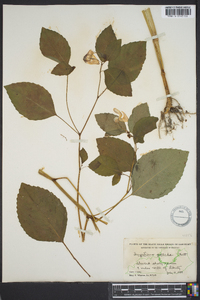 Impatiens pallida image