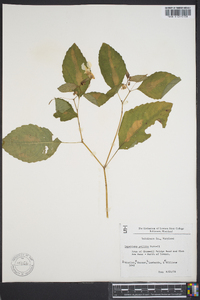 Impatiens pallida image