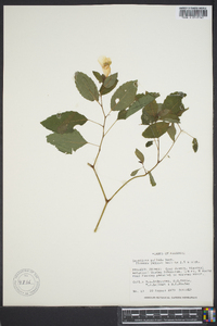 Impatiens pallida image