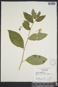 Impatiens pallida image