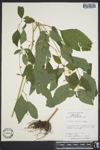 Impatiens pallida image