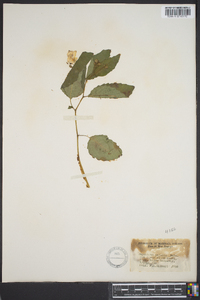 Impatiens pallida image