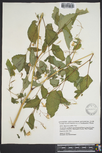 Impatiens pallida image