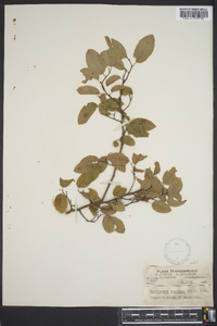 Berchemia scandens image