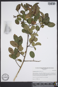 Berchemia scandens image