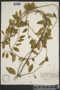 Berchemia scandens image