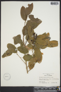 Berchemia scandens image