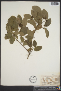 Berchemia scandens image