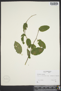 Berchemia scandens image