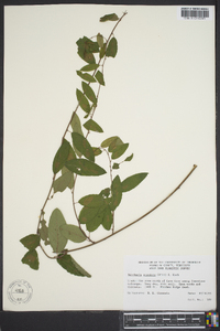 Berchemia scandens image