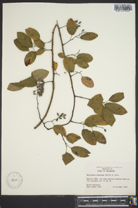 Berchemia scandens image