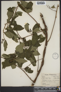 Berchemia scandens image