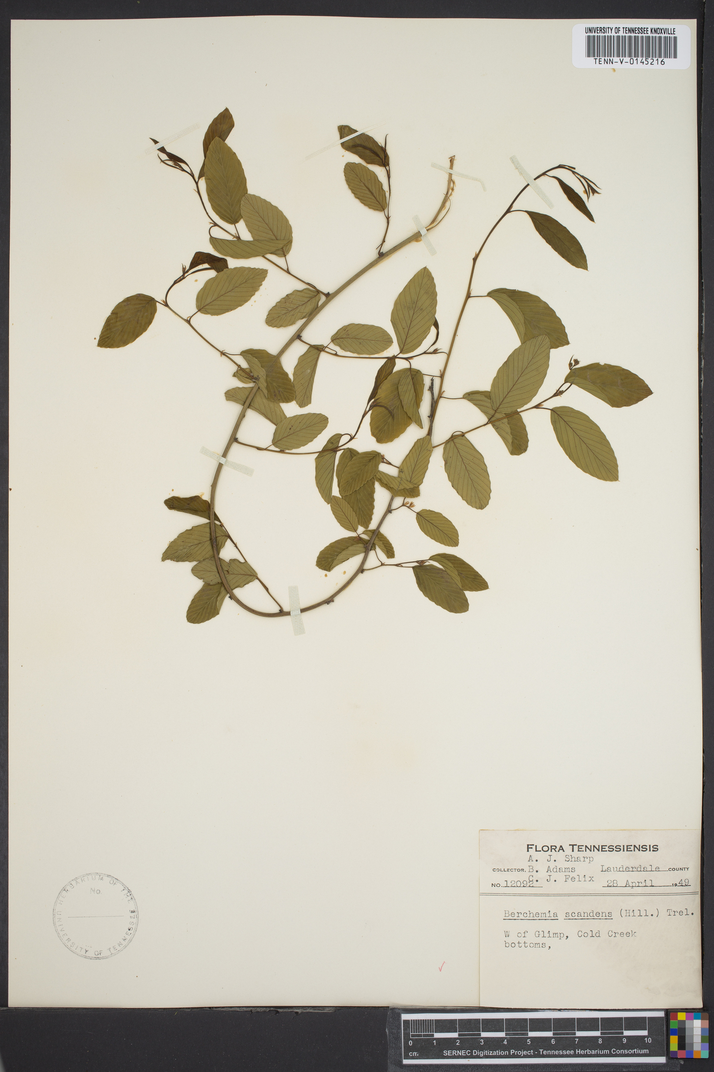 Berchemia image