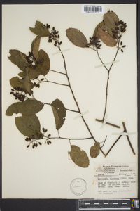 Berchemia scandens image