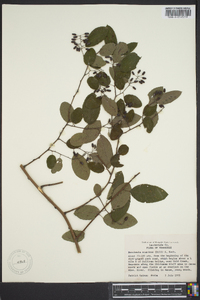 Berchemia scandens image