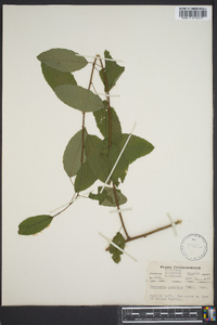 Berchemia scandens image