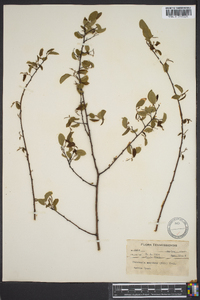 Berchemia scandens image