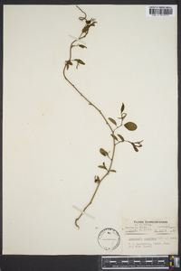 Berchemia scandens image