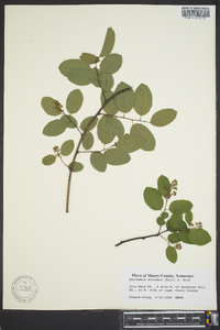 Berchemia scandens image