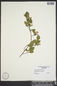 Berchemia scandens image