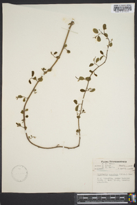 Berchemia scandens image