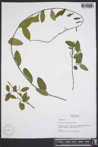 Berchemia scandens image