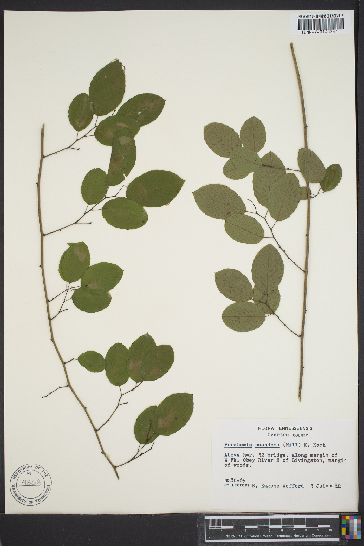 Berchemia scandens image